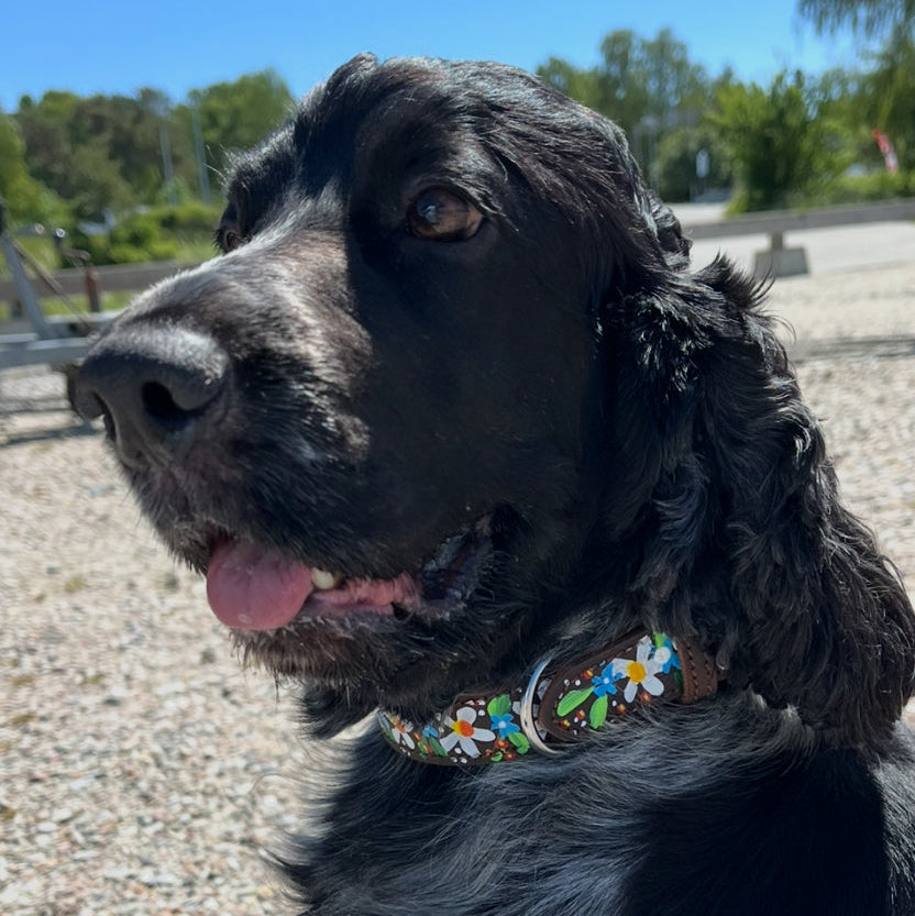 Midsummer Dog Collar