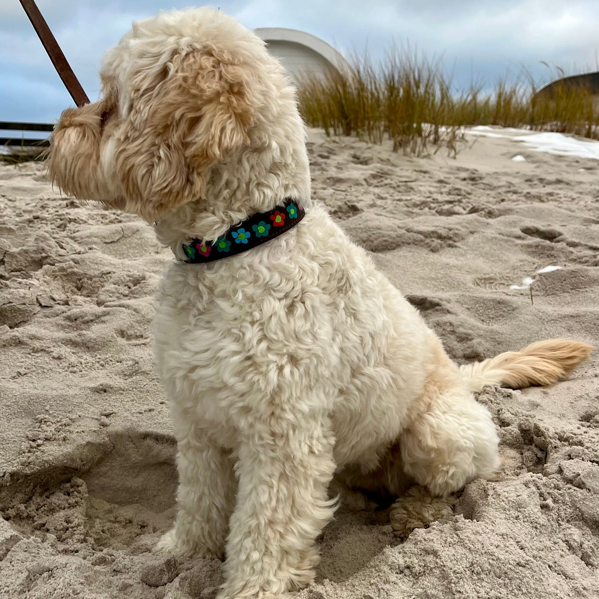 Flower Power Dog Collar