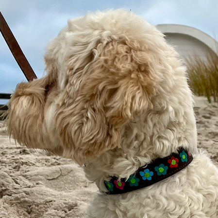 Flower Power Dog Collar